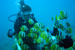 Diving, Bali Adventure