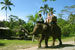 Elephant Riding, Bali Adventure