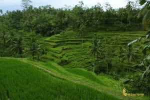 Tegalalang, Rice Terrace, bali