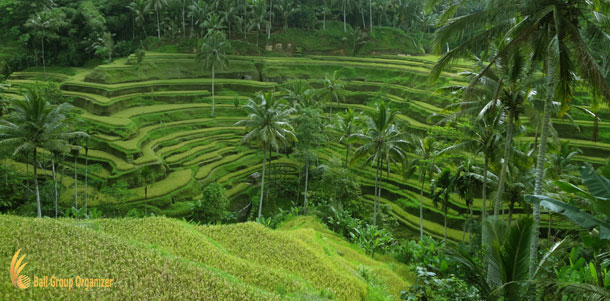 Tegalalang Rice Terrace, Ubud Tour