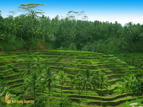 Tegalalang Rice Terrace