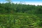 Tegalalang Rice Terrace