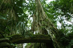 Ubud Monkey Forest