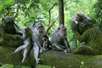 Ubud Monkey Forest