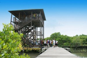 ACSI, Bali Mangrove, Mangrove Plantation, Mangrove Trekking