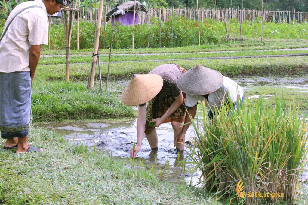 bali, rice, paddy, planting, training