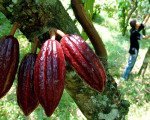 bali, cacao, plantation