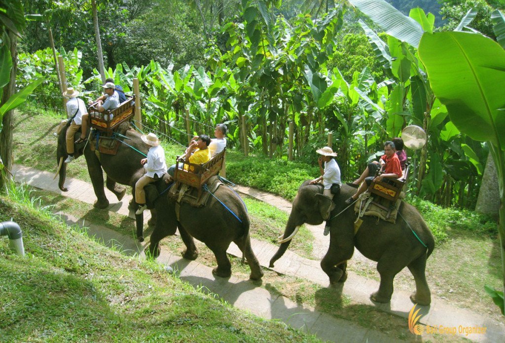 bali, elephant, ride, safari