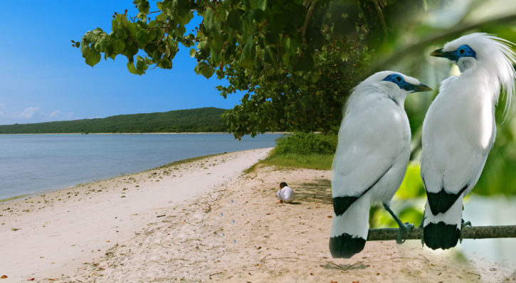 Bali West National Park Tour