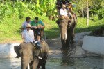 Faronics Corperation, Elephant Riding, Elephant, Group Event, Bali