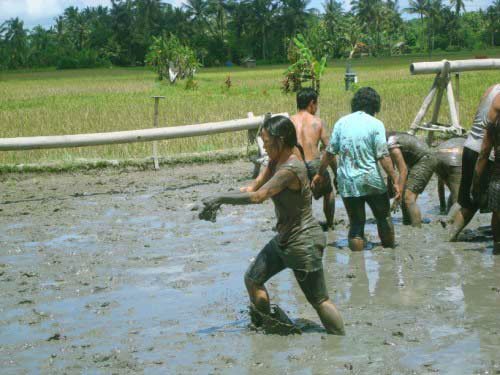 bali, muddy, land, team, building, eel, catching