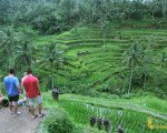 tegalalang, rice, terrace, view, ubud