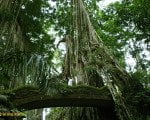 ubud, monkey, forest, tree