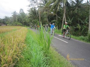 sodexo, indonesia, sodexo indonesia, bali, incentive, tours, bali incentive, incentive tours, bali incentive tours, ubud cycling, cycling adventures