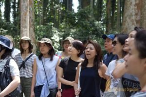 sangeh monkey forest, temasek, temasek international
