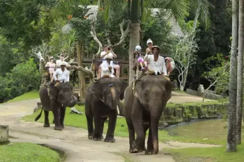 bali elephant ride, elephant safari, elephant park