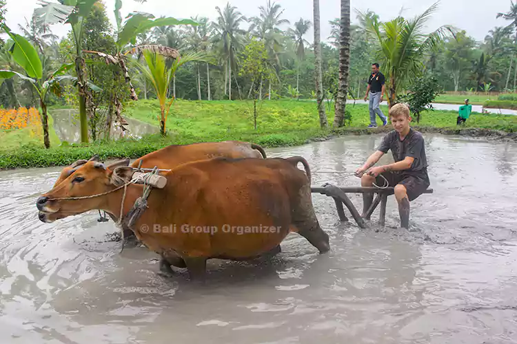 bali farm adventures, bali farm tours, bali farm experiences, plowing, ploughing