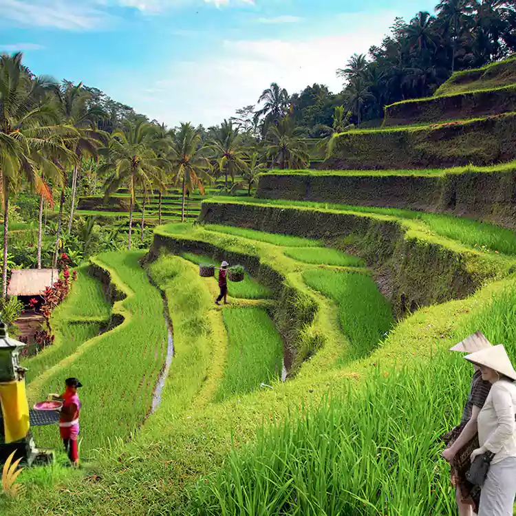 bali farm tour, bali farm experiences, bali agro adventure, bali farm activities