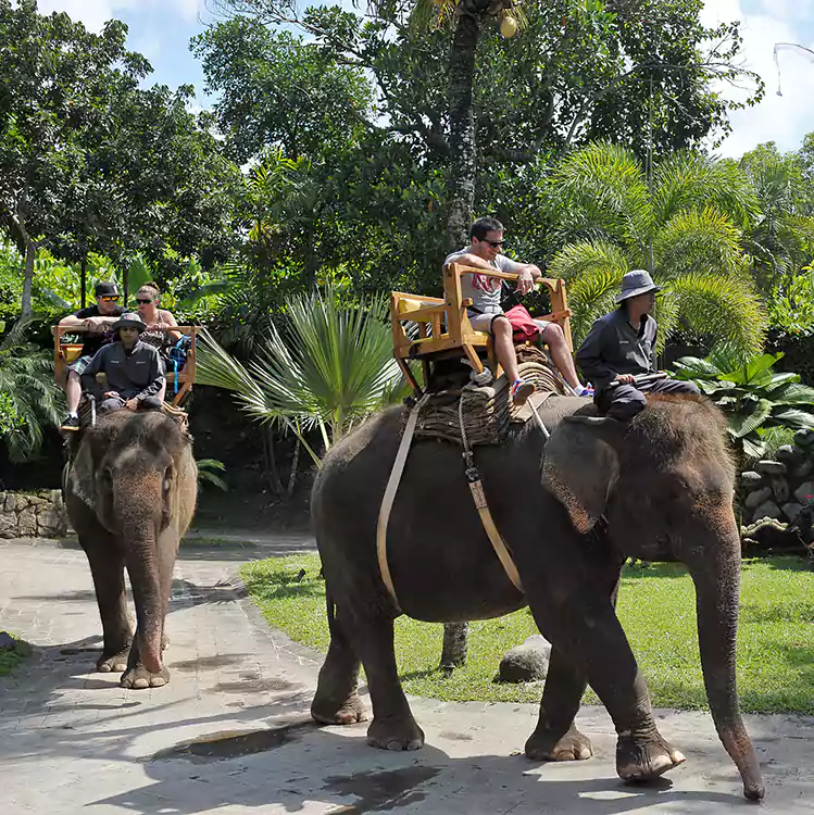 bali elephant ride, bali elephant ride adventure, elephant ride adventure