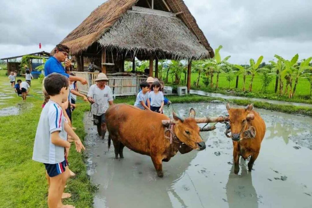 Matekap Bali, Balinese farming tradition, cultural farming experience, bali student tour