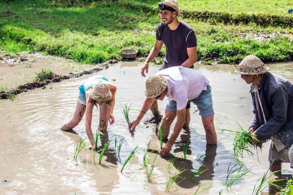 Matekap Bali, Balinese farming tradition, cultural farming experience, bali farming activity