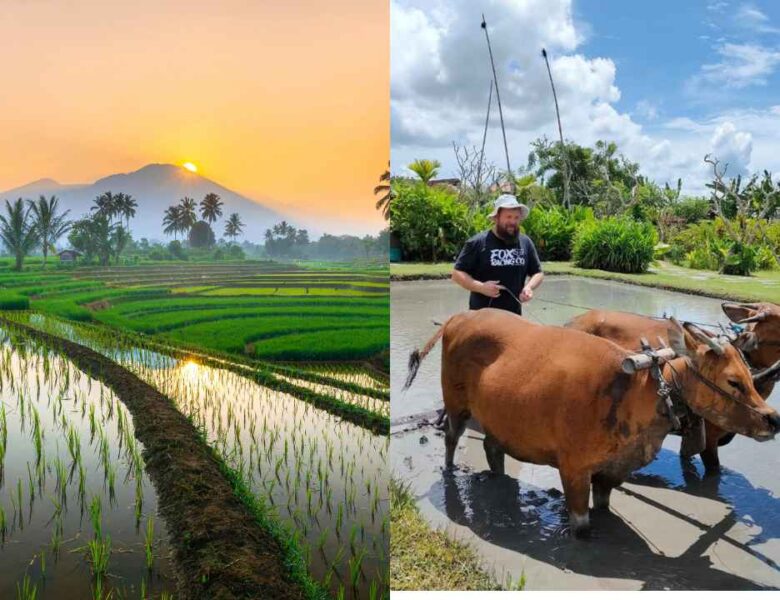 Matekap Bali, Balinese farming tradition, cultural farming experience