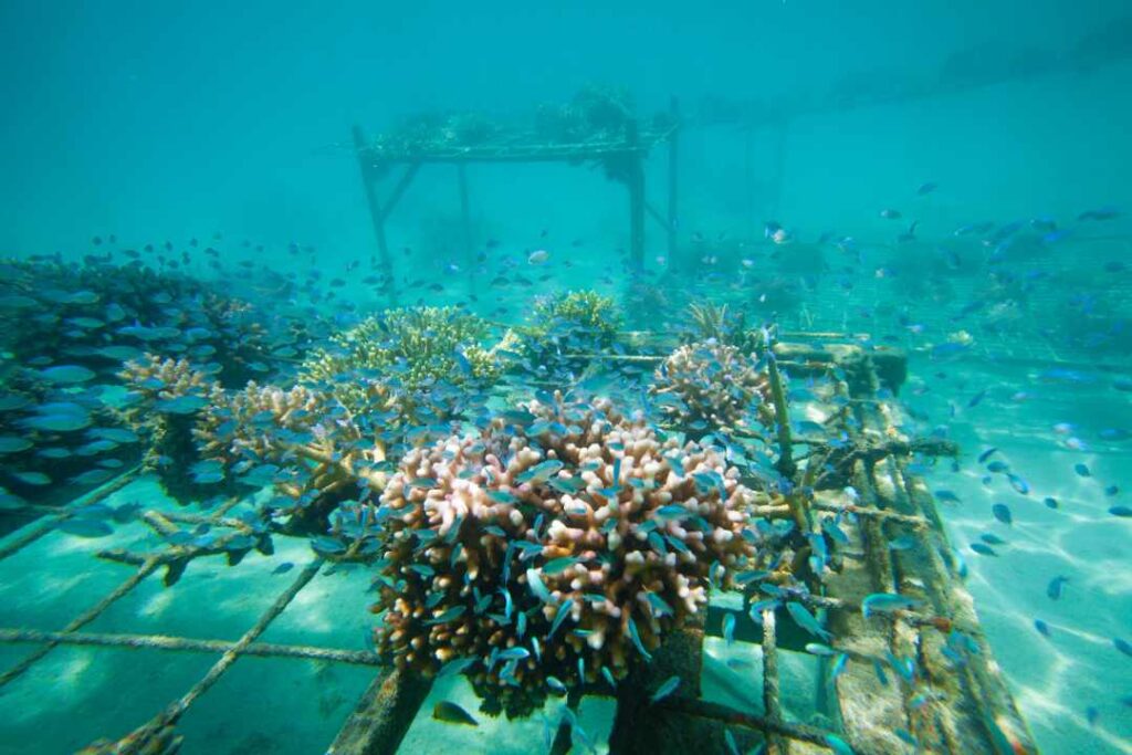 Bali tree planting, CSR environmental program, Sustainable tourism Bali, coral planting bali