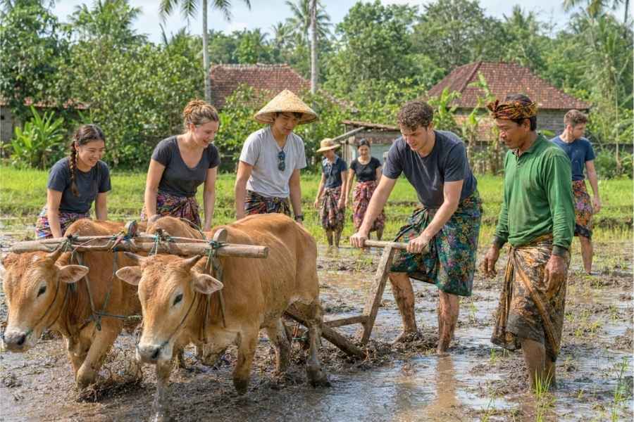 Bali rice farming experience, Traditional farming activity Bali, Bali cultural group activity, Bali village experience, Rice field tour Bali, Authentic Bali experience, bali group organizer